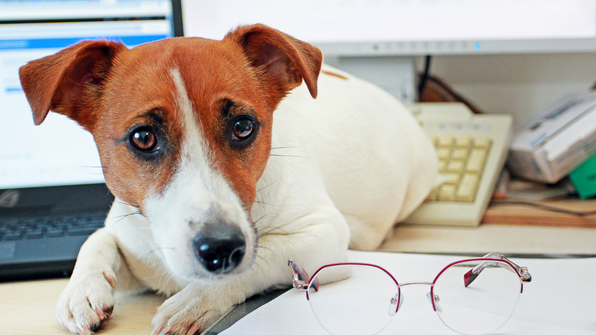 Dog friendly office